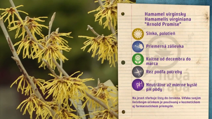 Nova zahrada kvitnutie v zime 